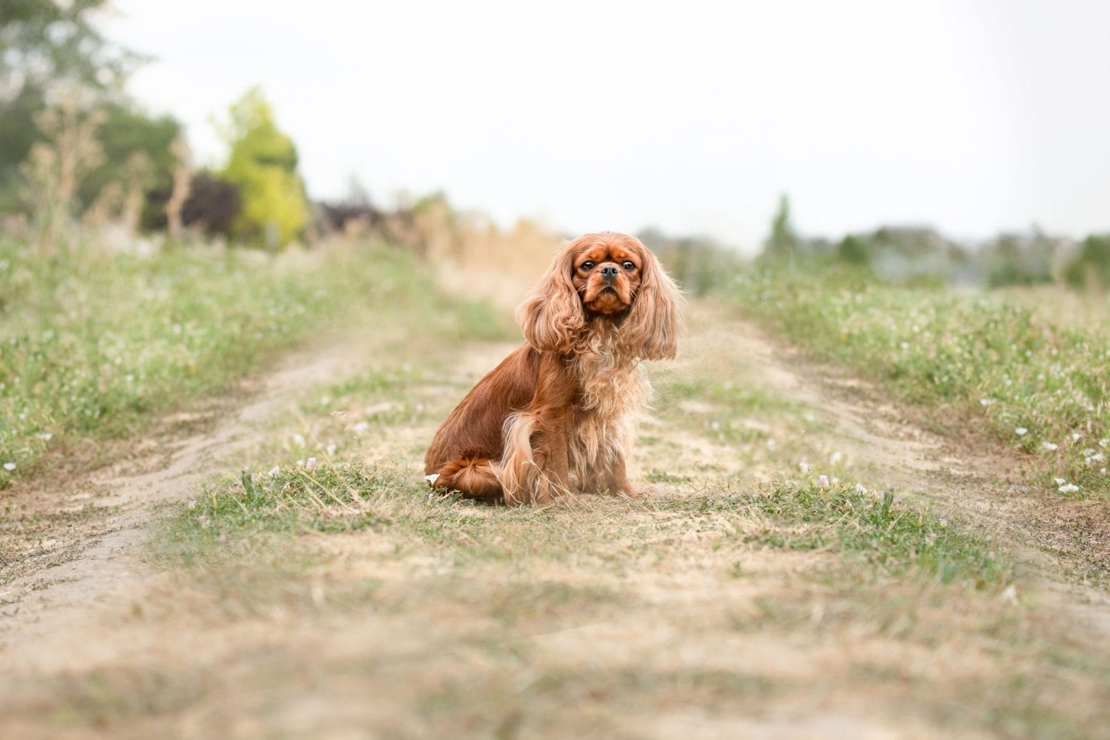 Healthy AKC registered Cavalier King Charles Spaniel puppies available — playful ruby red male and female.