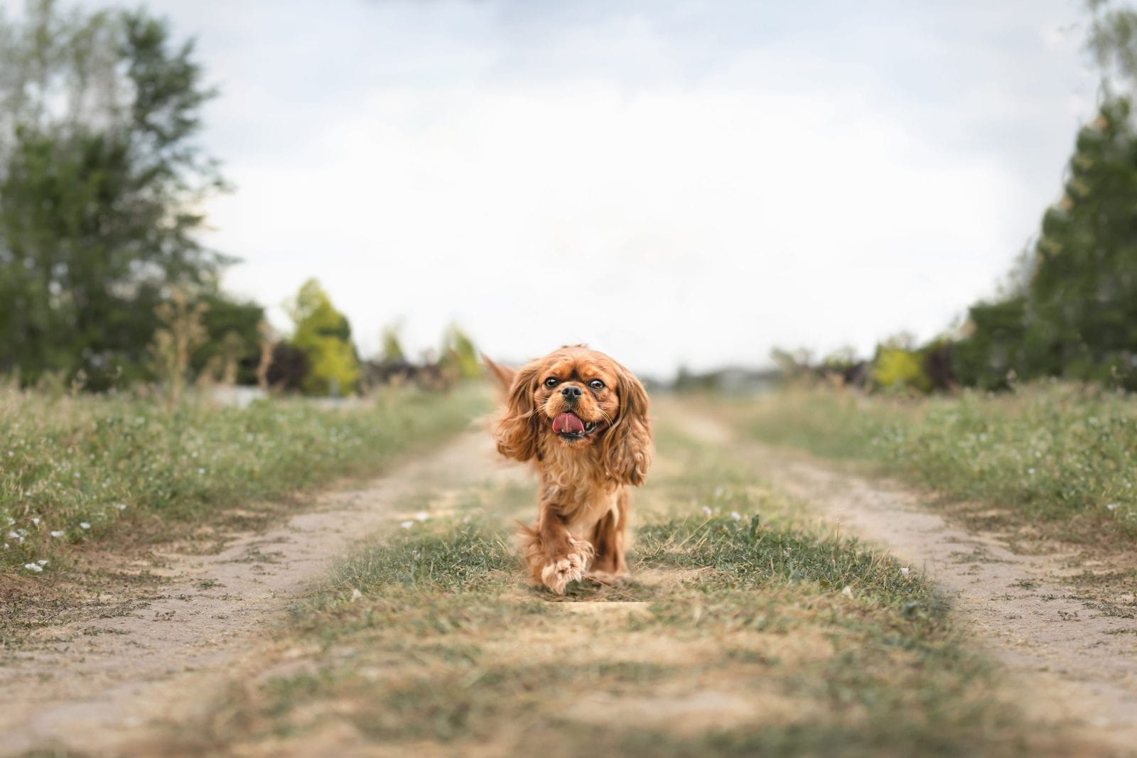 Photo of Miss Celebrities Taylor, a Ruby Cavalier King Charles Spaniel.