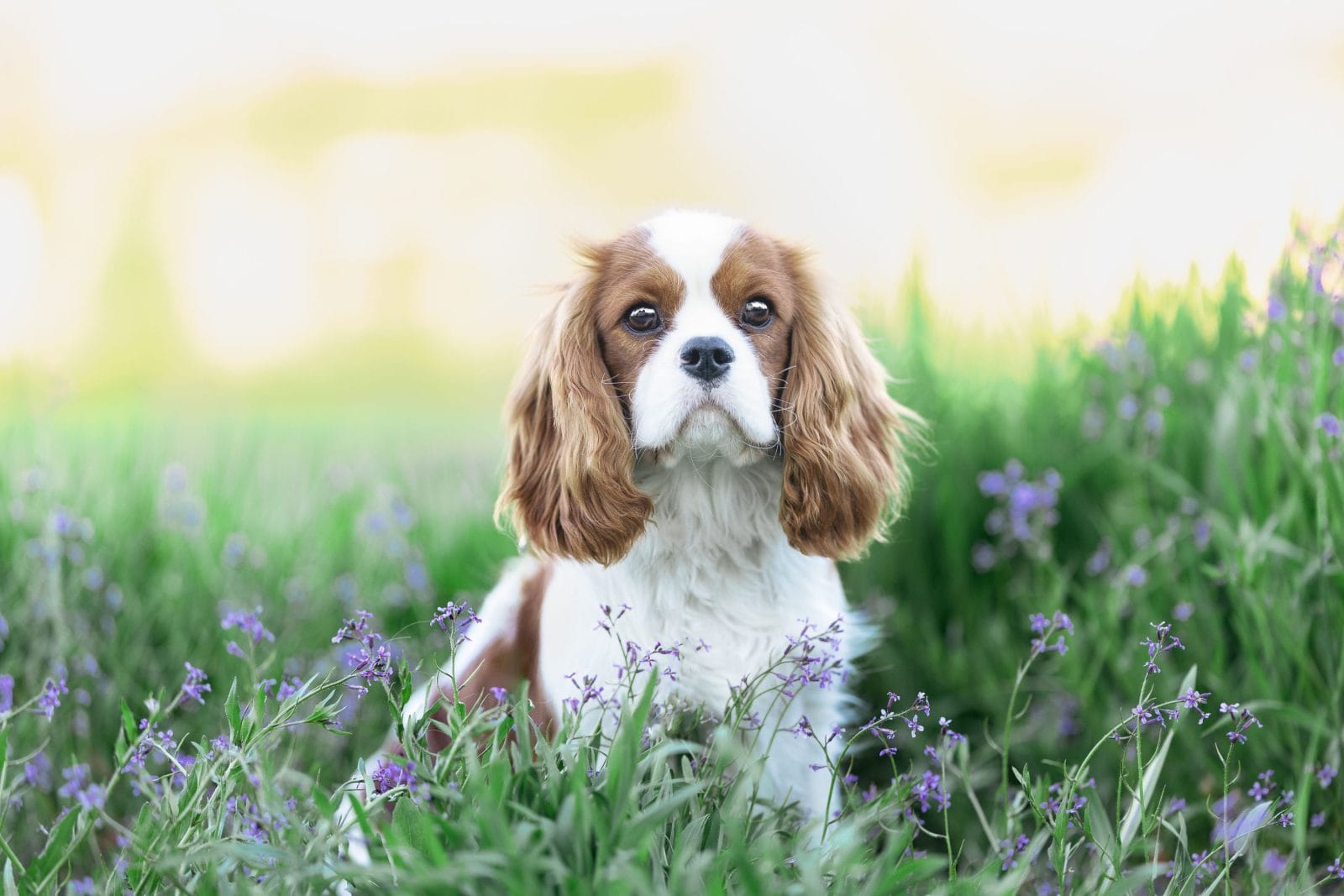 Healthy Cavalier King Charles Spaniel male outdoors, ideal for producing quality puppies.