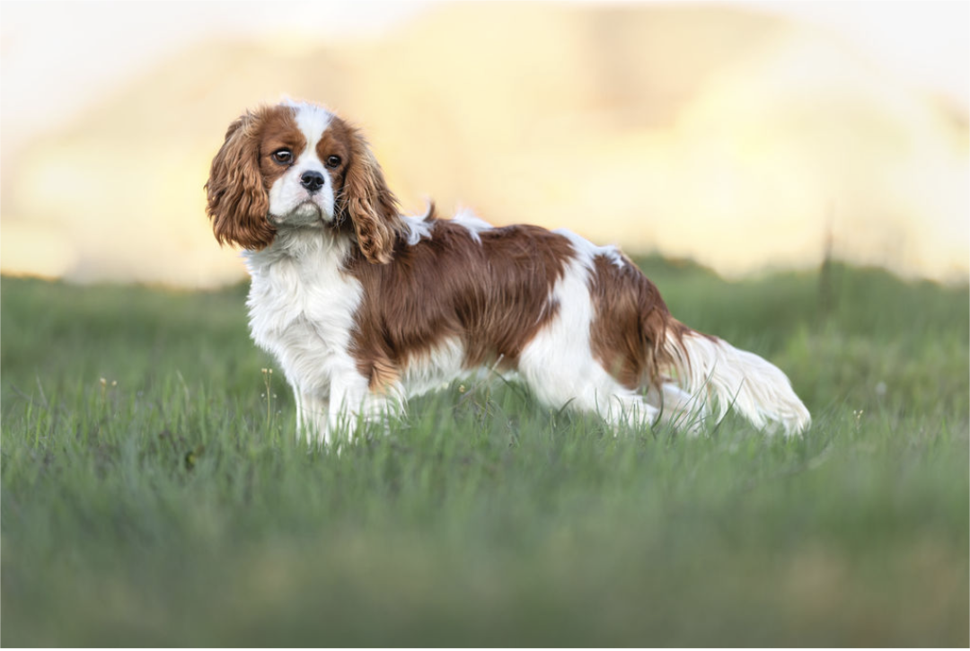 Blenheim Cavalier King Charles Spaniel standing alert, available for breeding and puppy inquiries.