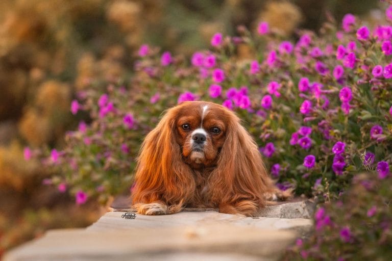 Cavalier King Charles Spaniel litter for sale — affectionate, well-socialized puppies with champion bloodlines.