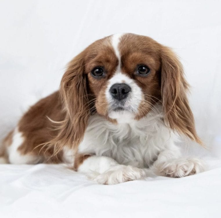 Blenheim Cavalier King Charles Spaniel female in Utah, expecting show-quality puppies raised for loving family homes by Shakespeare’s Cavaliers.