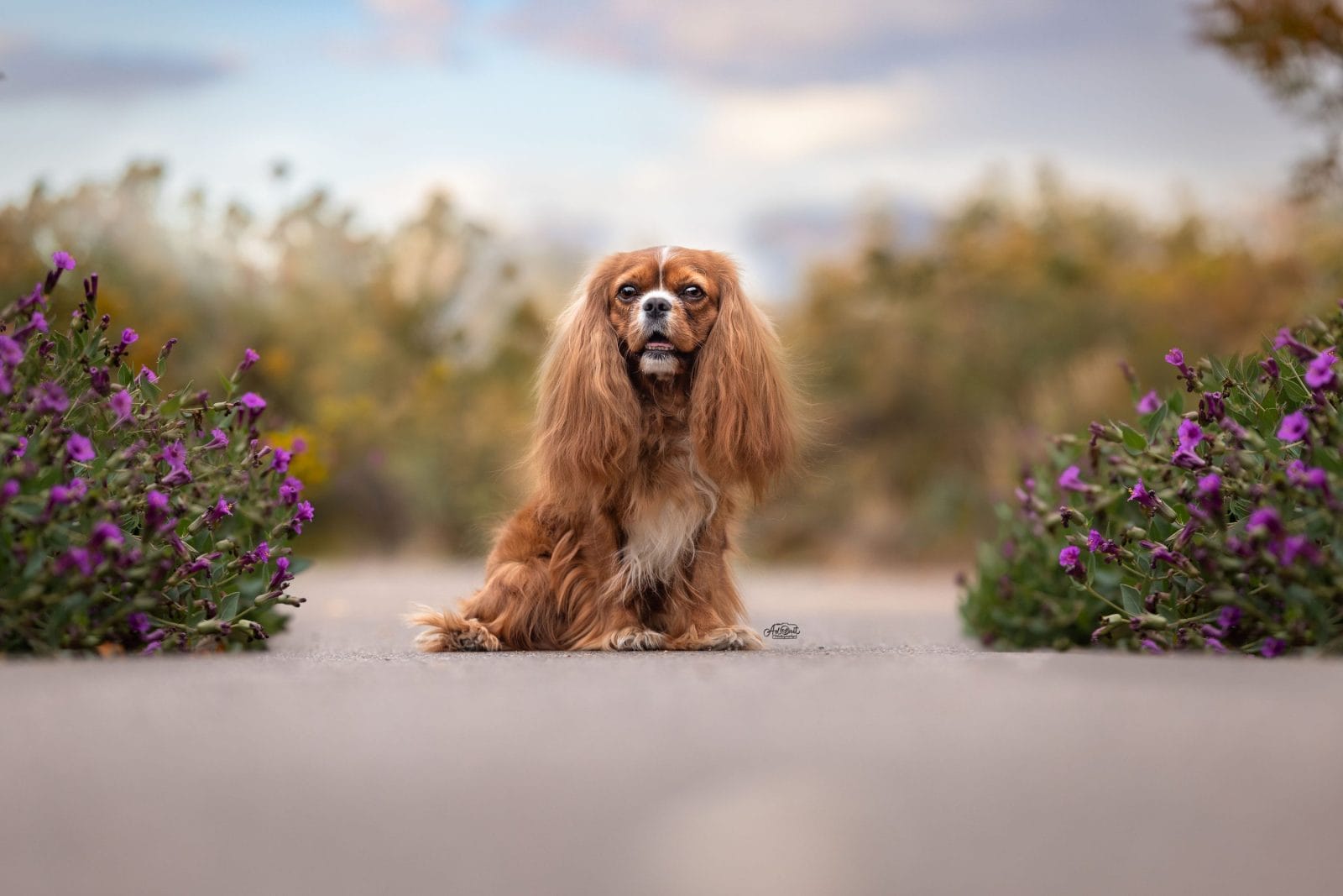 Blenheim Cavalier King Charles Spaniel sitting on a garden path surrounded by purple flowers.