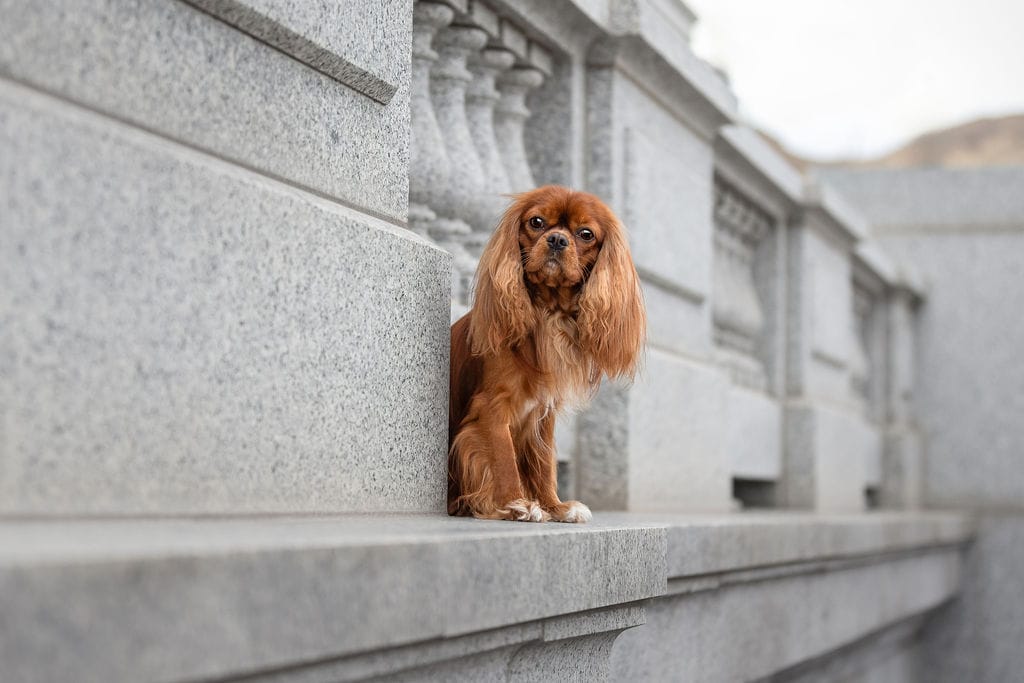 Deep ruby Cavalier King Charles Spaniel stud dog East Coast